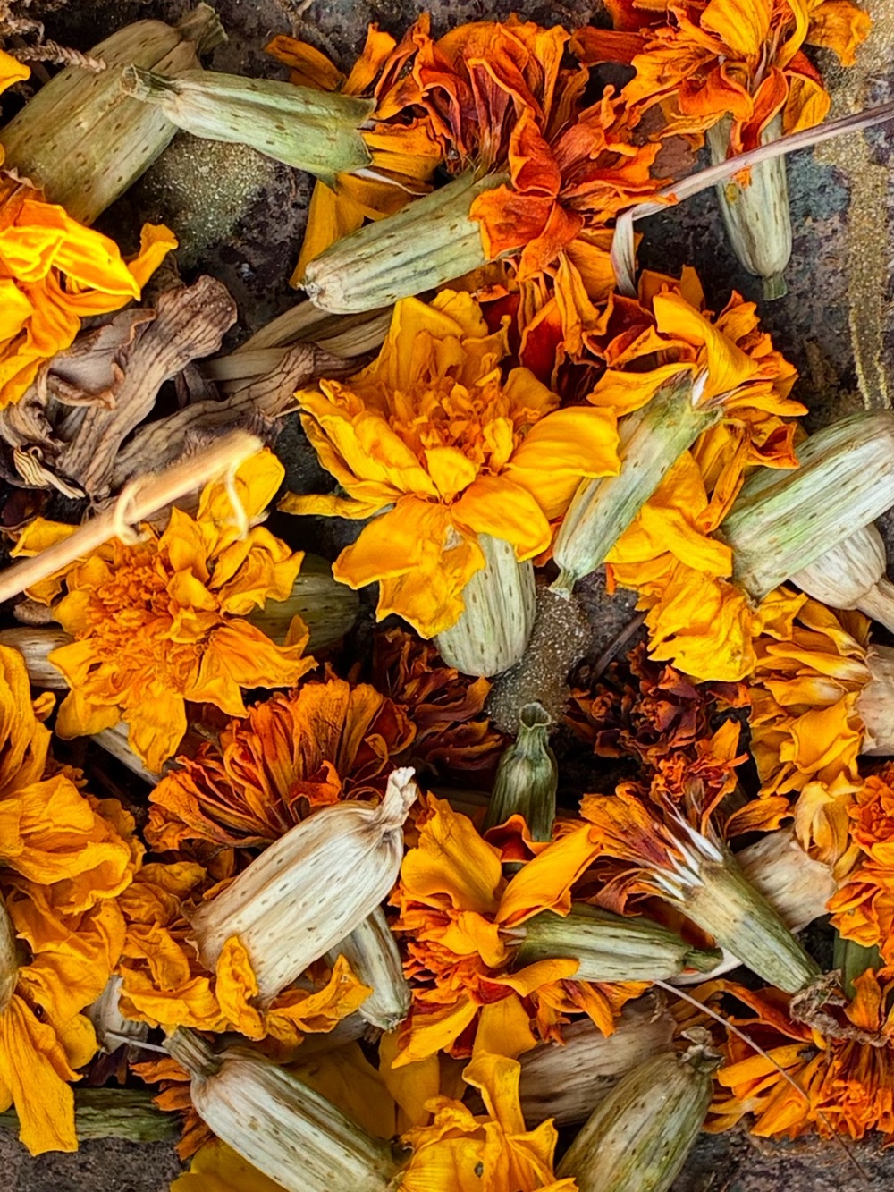 20 dried calendula Dried organic whole flowers from yellow flower farm